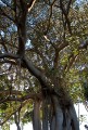 Lord Howe Island_20061214_001